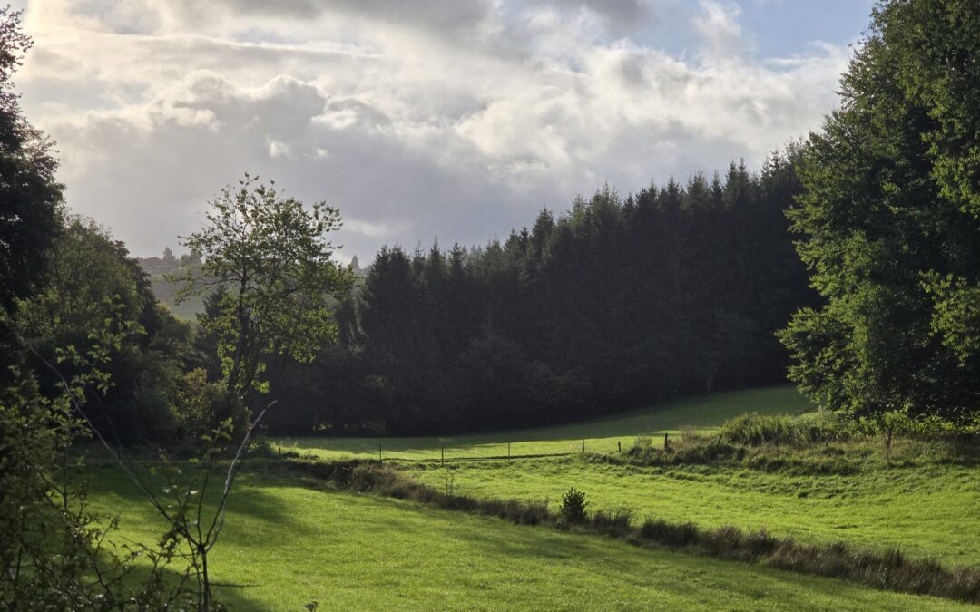 Der Wald im (Klima-) Wandel