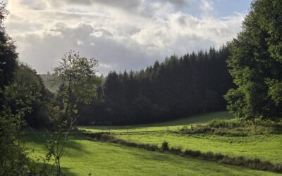 Der Wald im (Klima-) Wandel